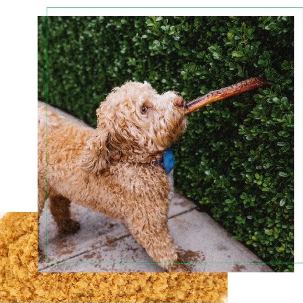 Grass Fed Beef Pizzle - Image 4