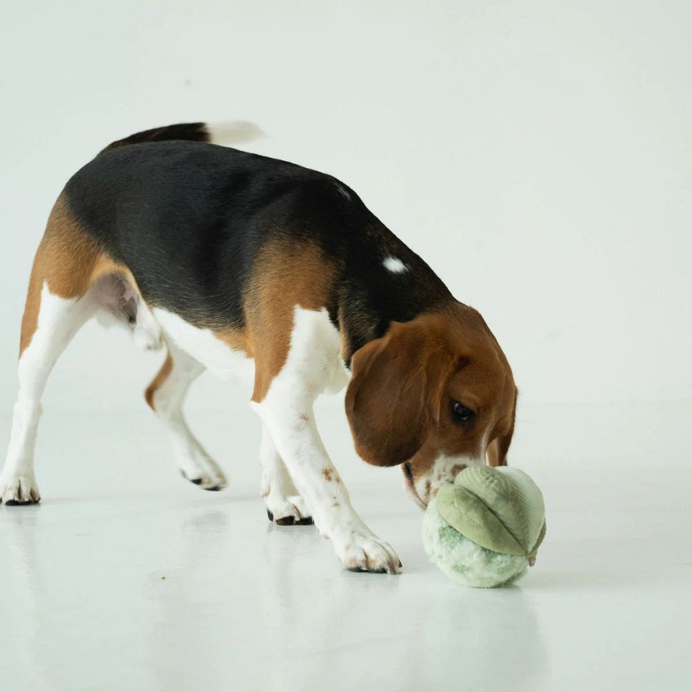 Toto Squeaky Snuffle Ball Dog Toy - Image 6