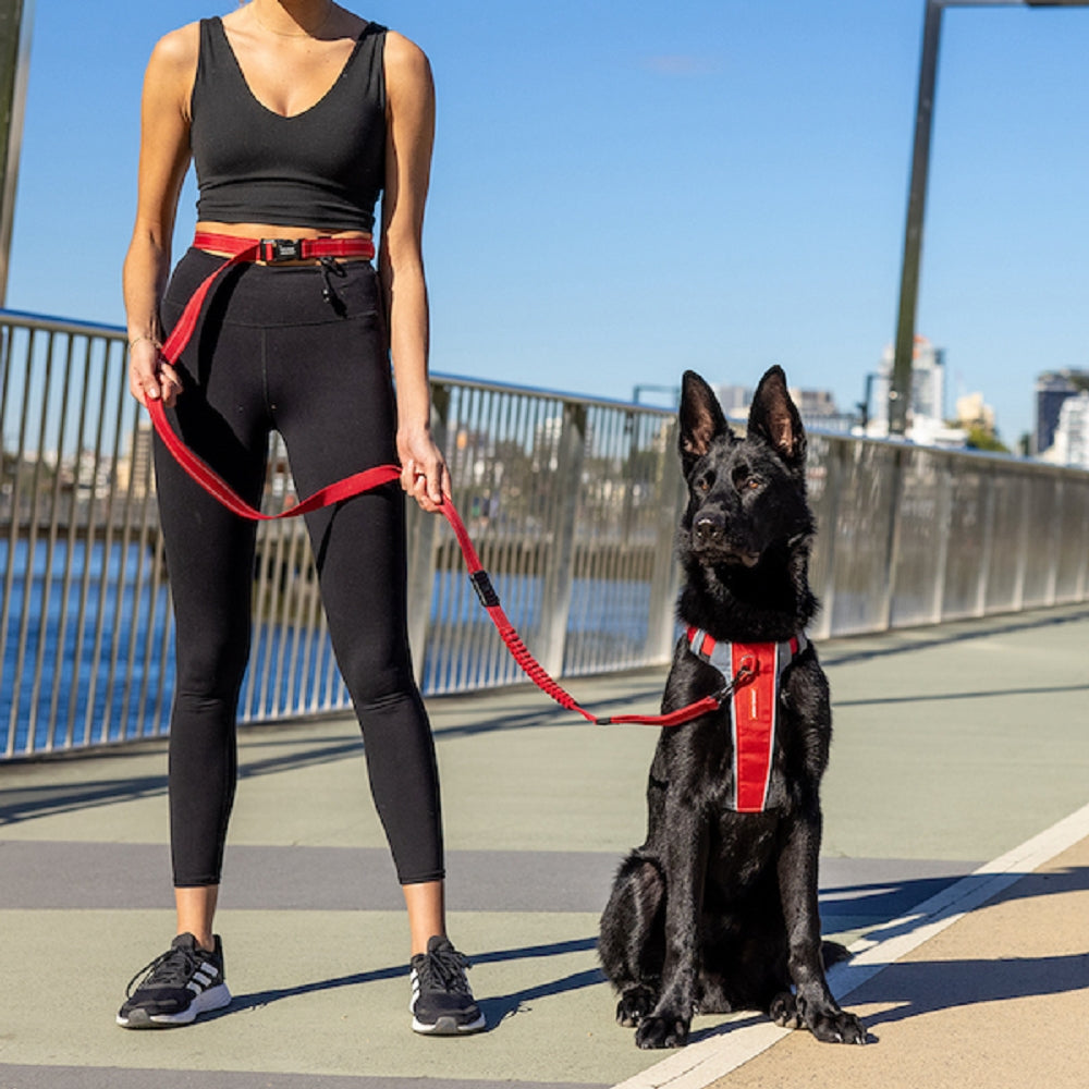 Road Runner Dog Leash - Image 6