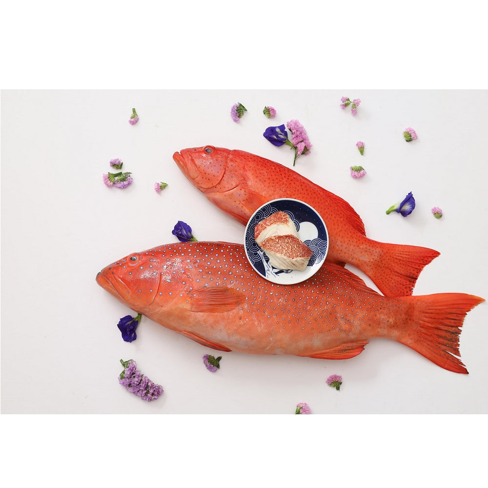 Freeze Dried Red Grouper Treats for Dogs and Cats - Image 2