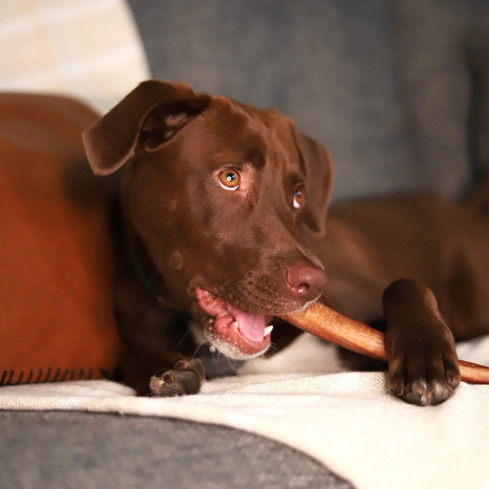Grass Fed Beef Pizzle - Image 3