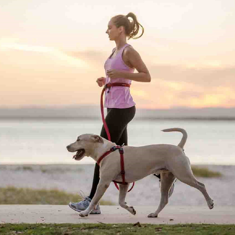 Road Runner Dog Leash - Image 8