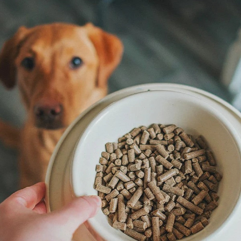 Cold Pressed Salmon Adult Dog Dry Food - Image 5