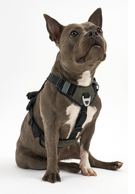 Interlaken Slim 2.0 Dog Harness - Image 5