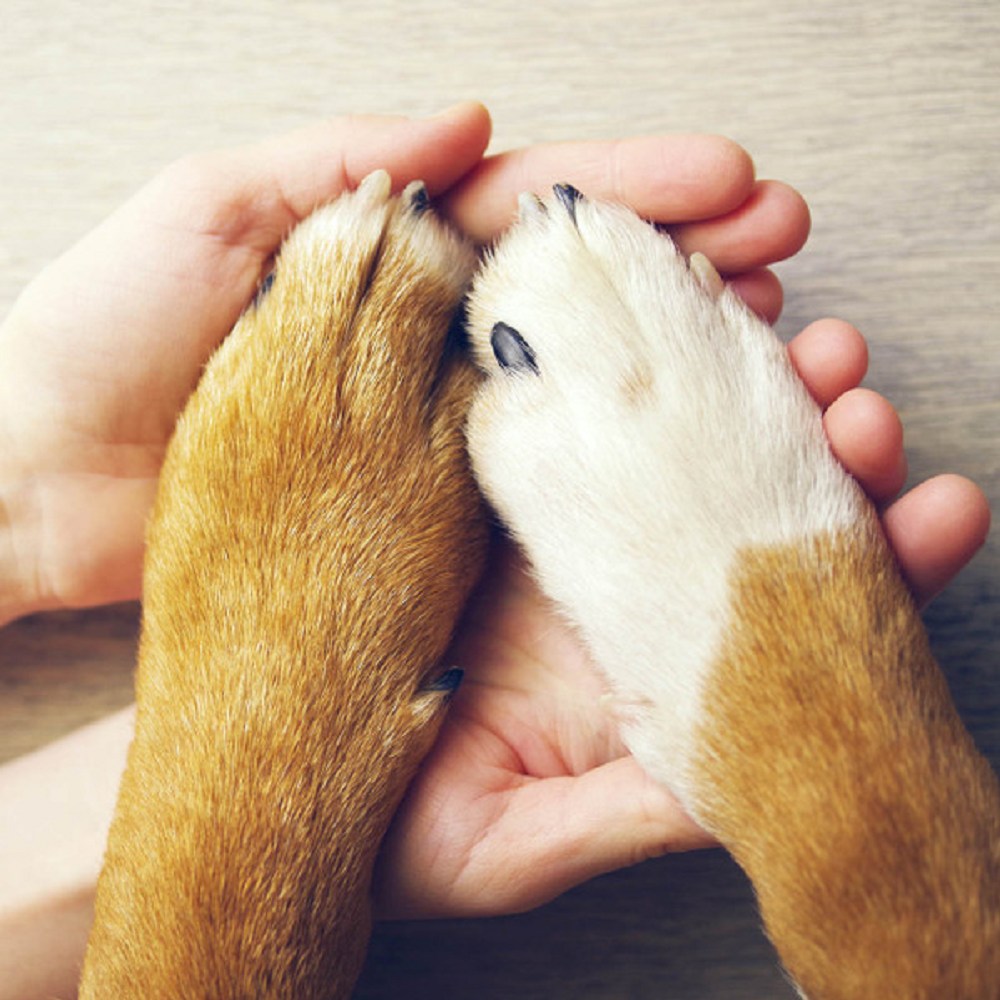 On The Paw Therapy Balm for Dogs & Cats & Rabbits - Image 4