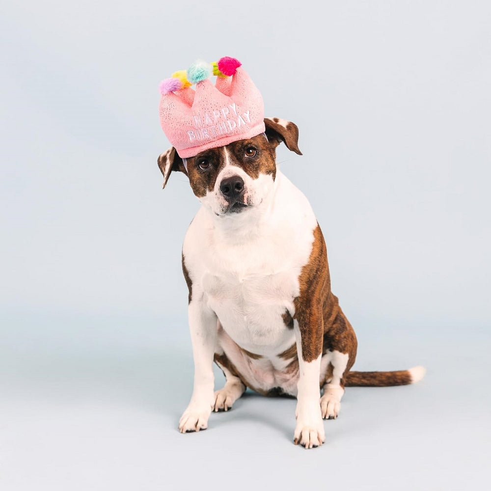 Birthday Crown Dog Plush Toy - Image 3