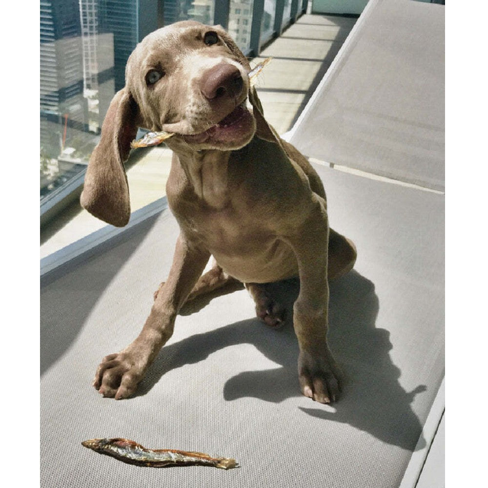 Capelin Whole Fish Dog Treats - Image 5