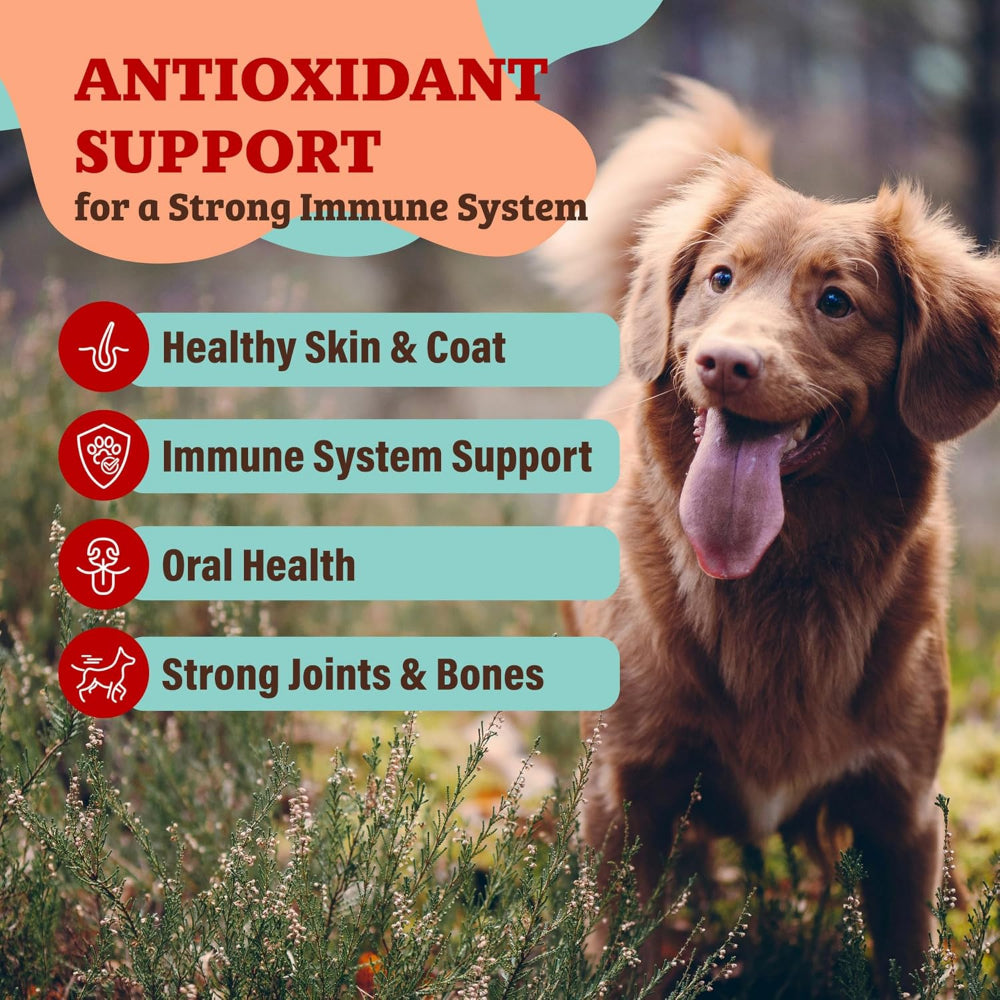 Nutrient-Dense Boost - Antioxidant Berry Dog Meal Topper - Image 6