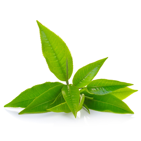 Image result for green tea leaf