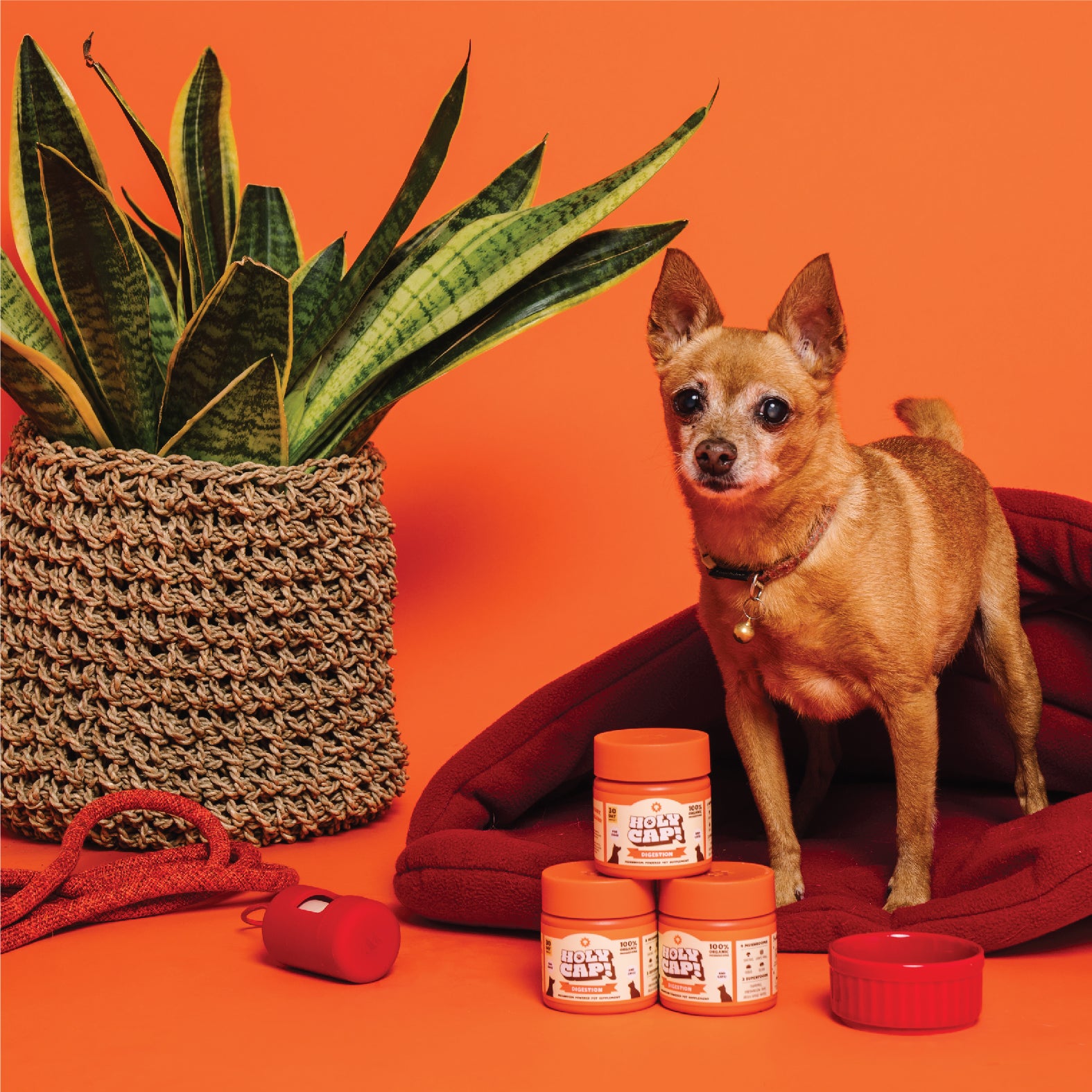 Digestion Support Mushroom Powered Pet Supplement - Image 2