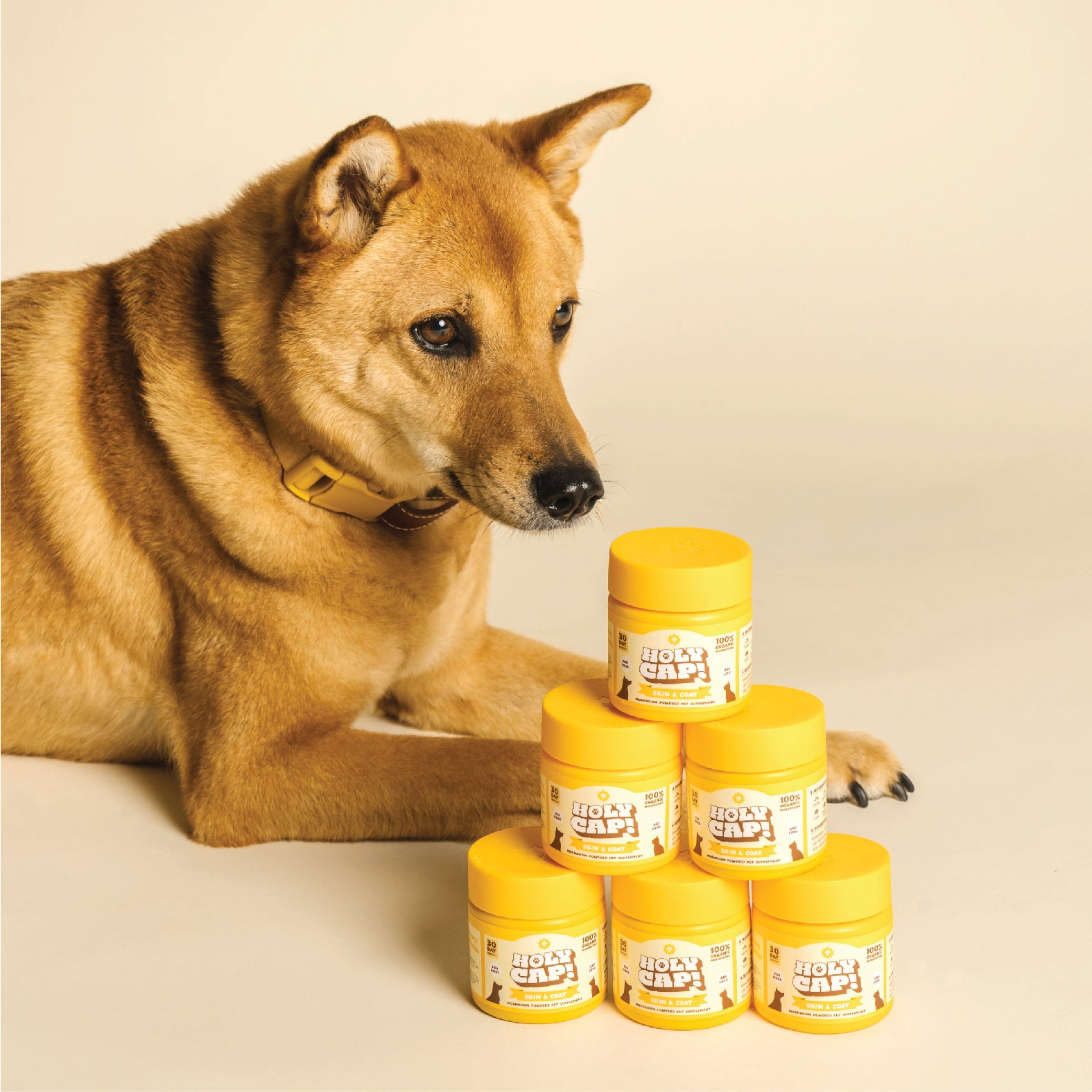 Skin & Coat Support Mushroom Powered Pet Supplement - Image 3