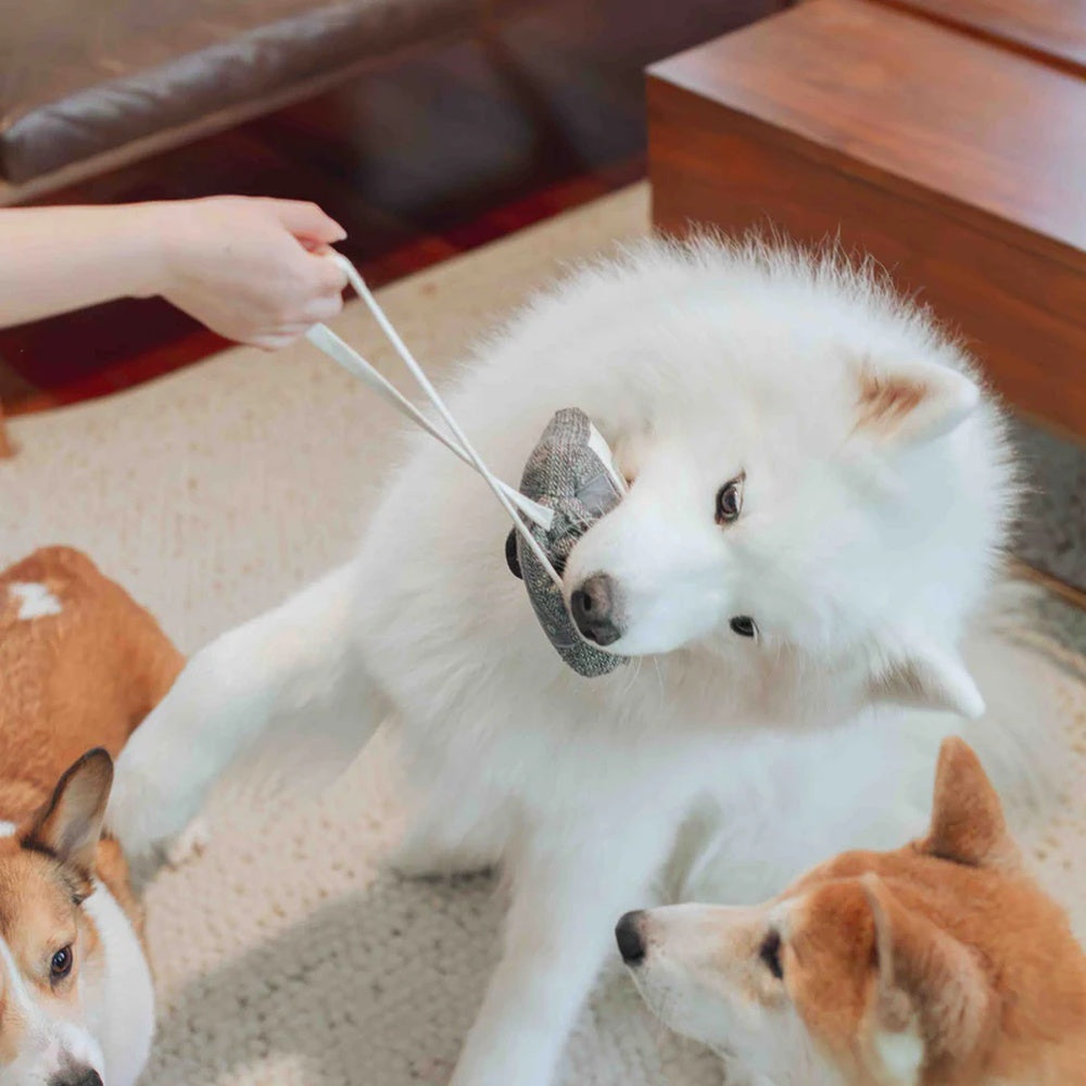 Cassette Snuffle + Squeaky Dog Toy - Image 7