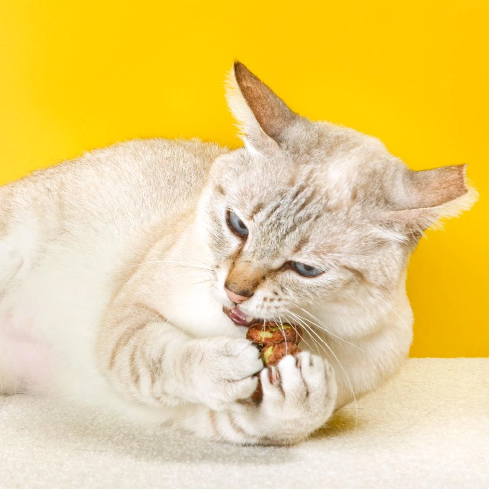 Freeze-Dried Silvervine Gall Fruit Cat Treats - Image 3