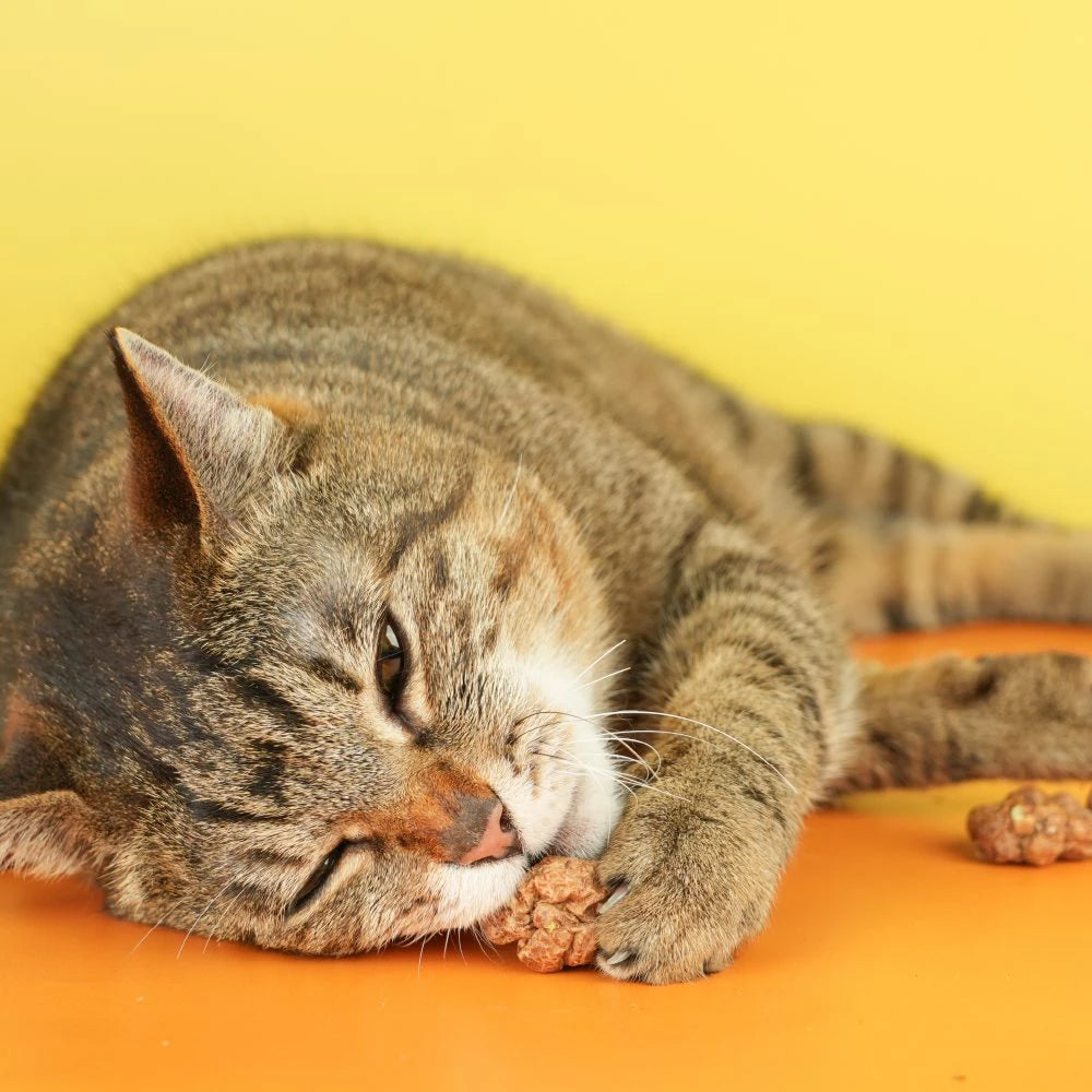 Freeze-Dried Silvervine Gall Fruit Cat Treats - Image 5