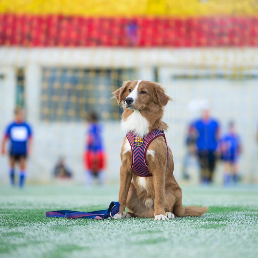 Barcelona Air Vest for Dogs - Image 8