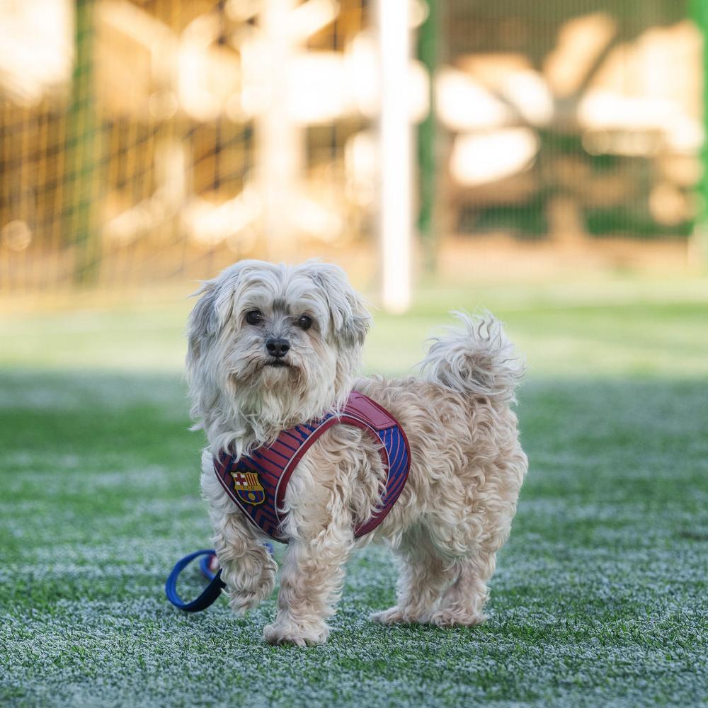 Barcelona Air Vest for Dogs - Image 9