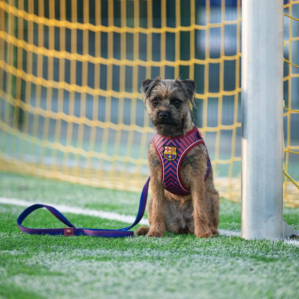 Barcelona Air Vest for Dogs - Image 10