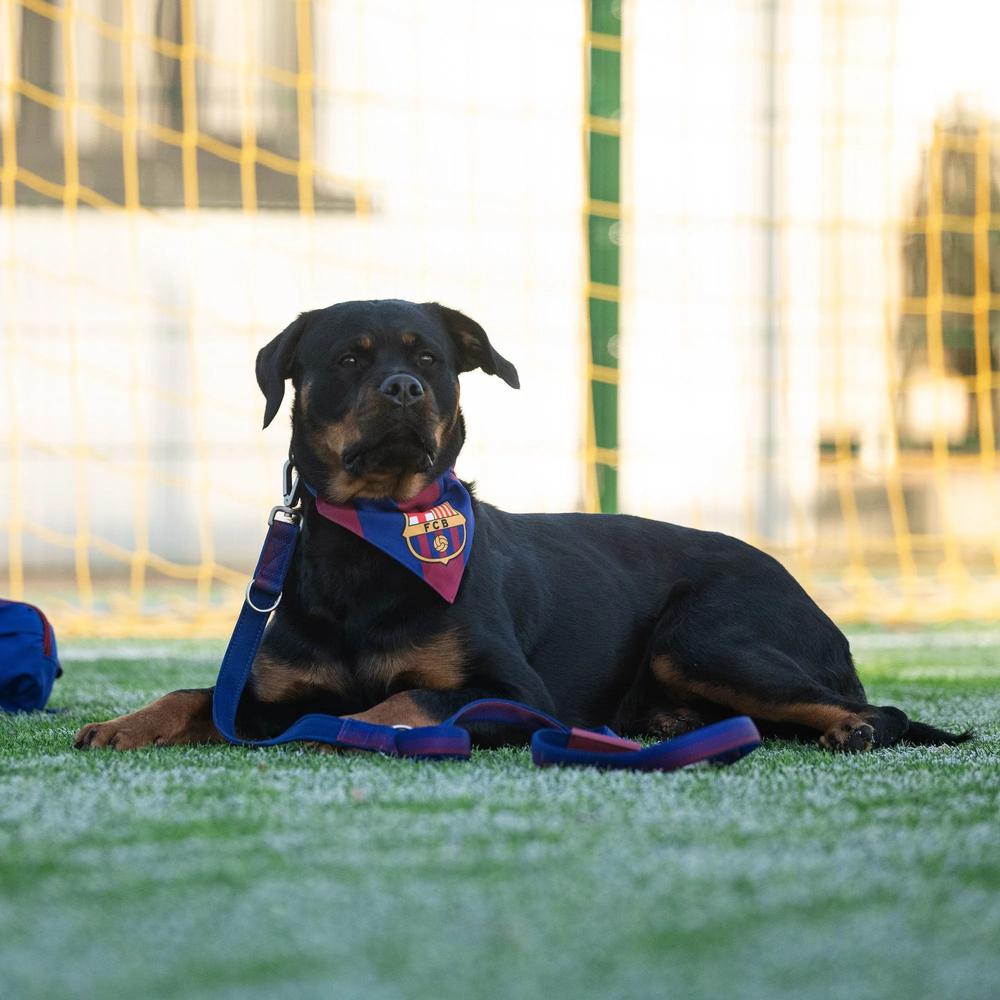 Barcelona Bandana for Dogs - Image 4