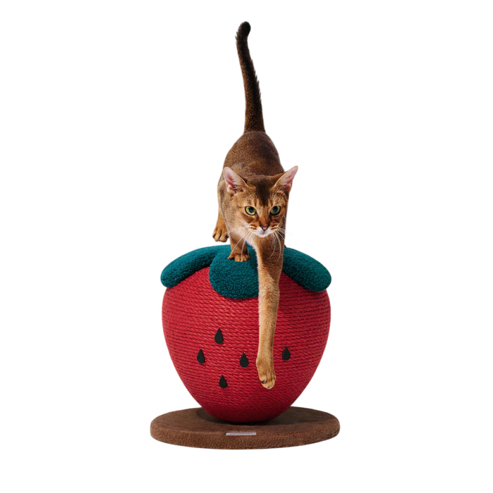 Strawberry Cat Scratching Ball - Image 4