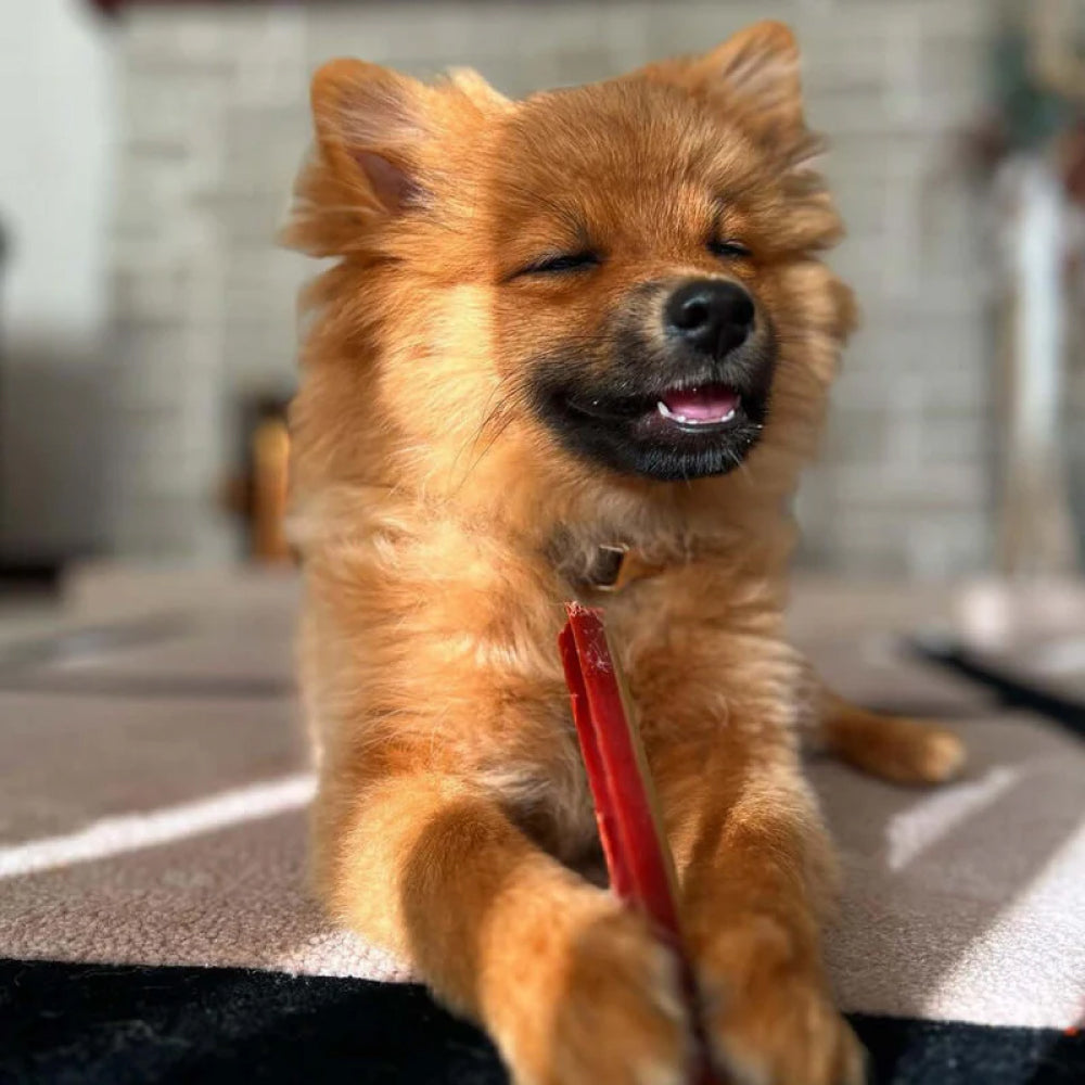 Fang Chews - Smoky Dental Treats for Dogs - Image 2