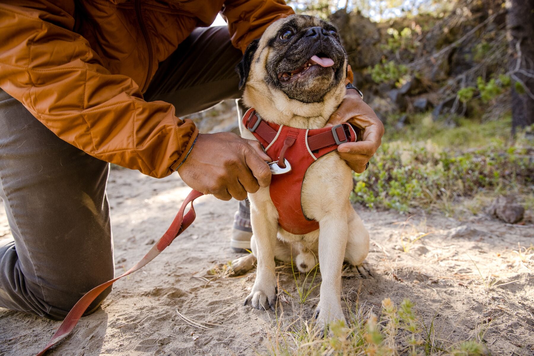 Front Range Dog Harness - Image 10