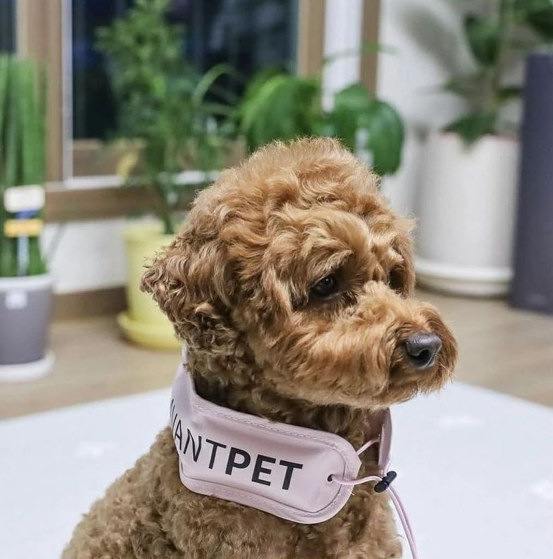 Avantpet - Premium Cooling Neckband - Image 7