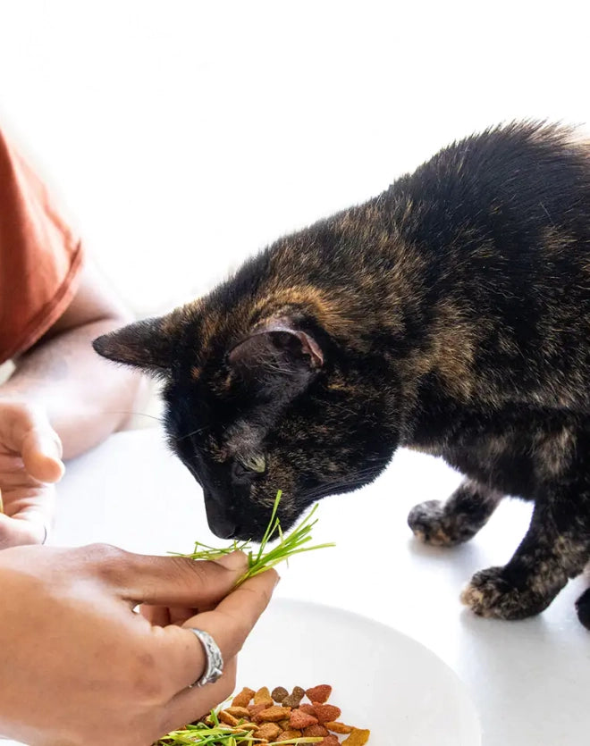 Pet Grass Self-Grow Kit - Image 3