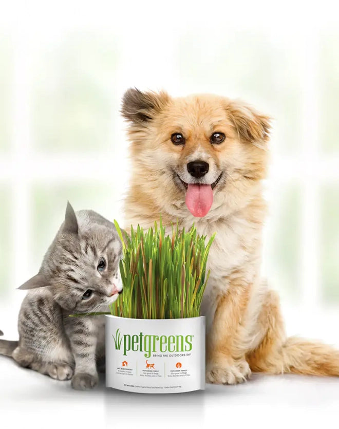 Pet Grass Self-Grow Kit - Image 4