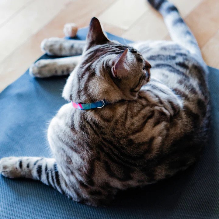 Neko Cat Collar - Image 10
