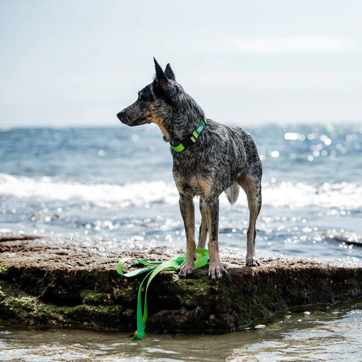 Aqua Waterproof Dog Leash - Image 13