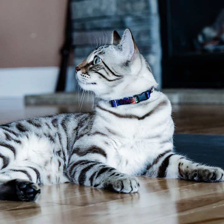 Neko Cat Collar - Image 6