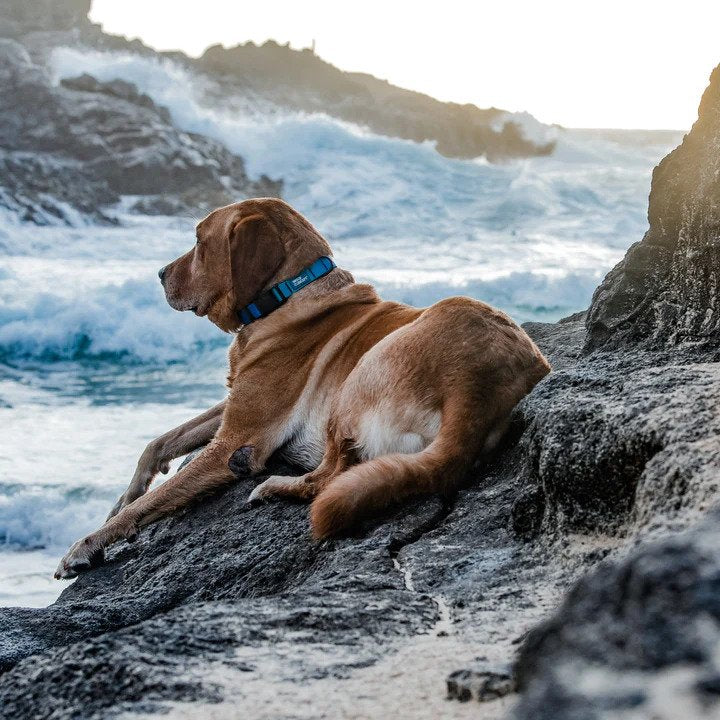 Aqua Waterproof Dog Leash - Image 10