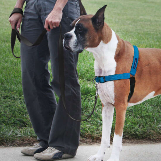 Deluxe Easy Walk Dog Harness - Image 5