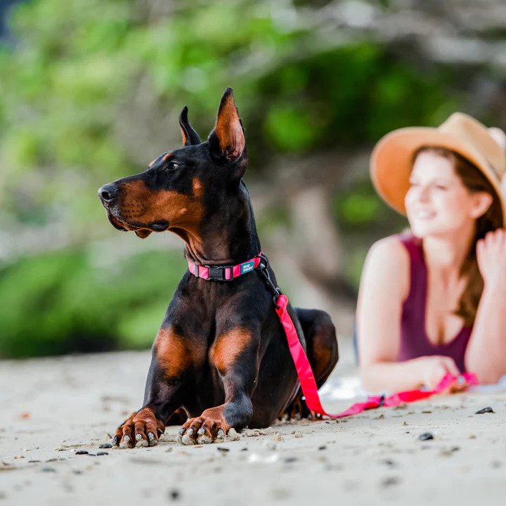 Aqua Waterproof Dog Leash - Image 8