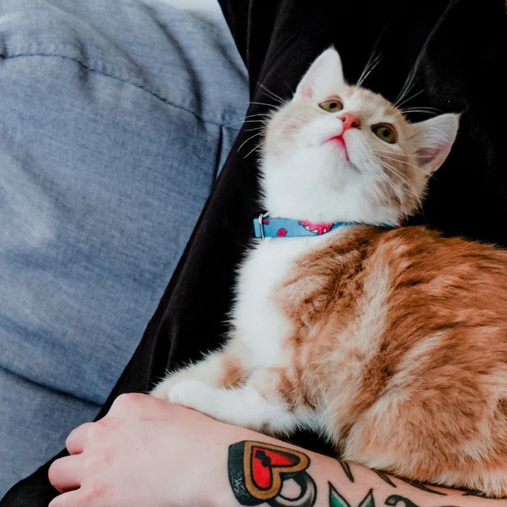 Neko Cat Collar - Image 7