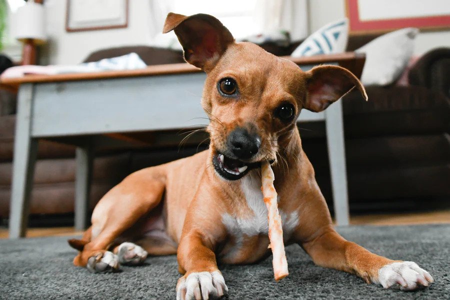 No Hide Peanut Butter Stix Dog Chews - Image 3