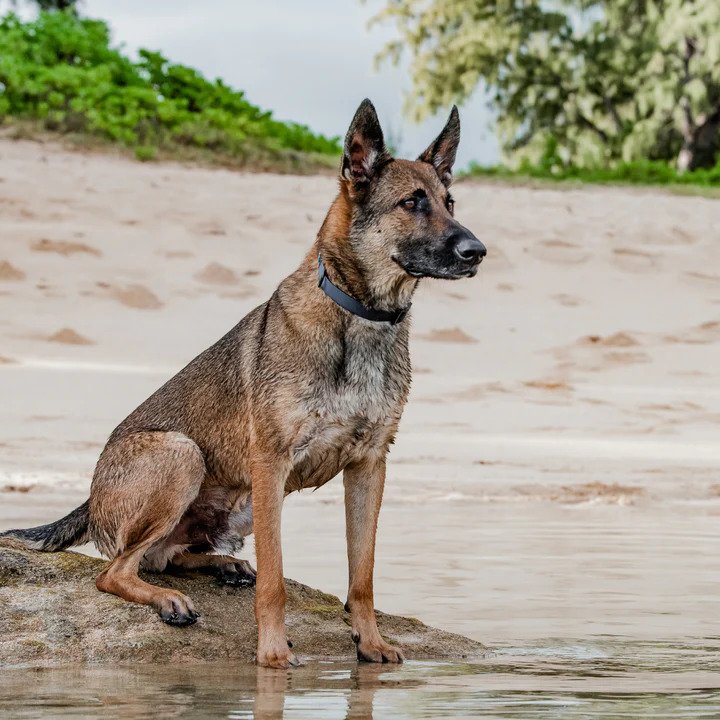 Ikonic Aqua Waterproof Dog Collar - Image 9