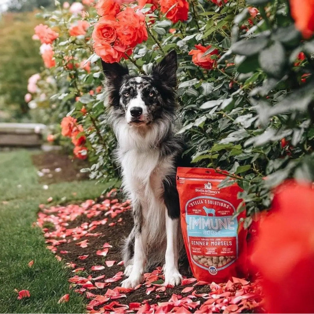 Stella's Solutions Immune Support Freeze Dried Grass Fed Lamb - Dinner Morsels Dog Food - Image 2
