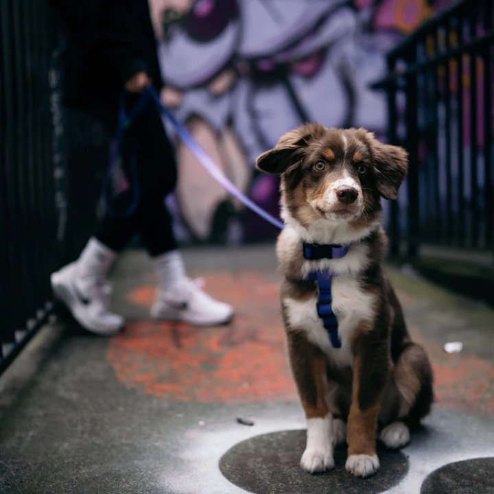 Aqua Waterproof Dog Harness - Image 8