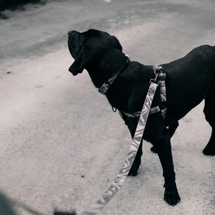 Aqua Waterproof Dog Leash - Image 9