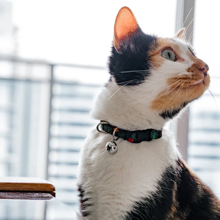 Neko Cat Collar - Image 8