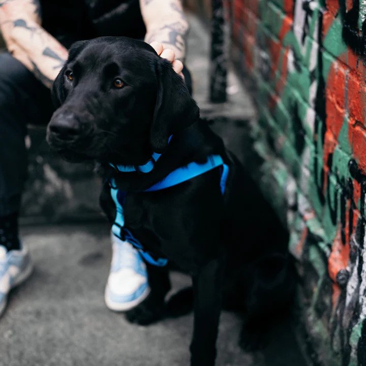 Aqua Waterproof Dog Harness - Image 9