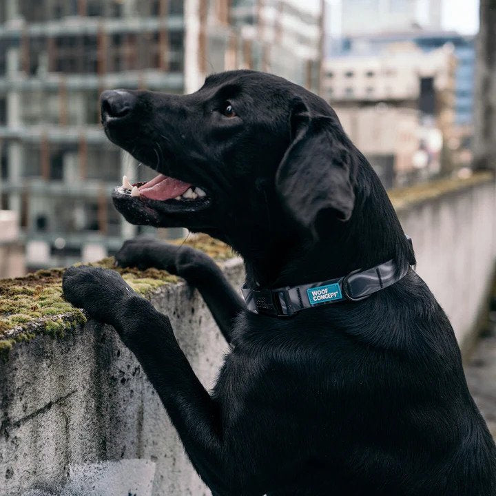 Ikonic Aqua Waterproof Dog Collar - Image 10