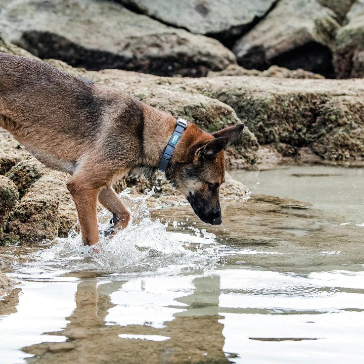 Aqua Waterproof Dog Leash - Image 11