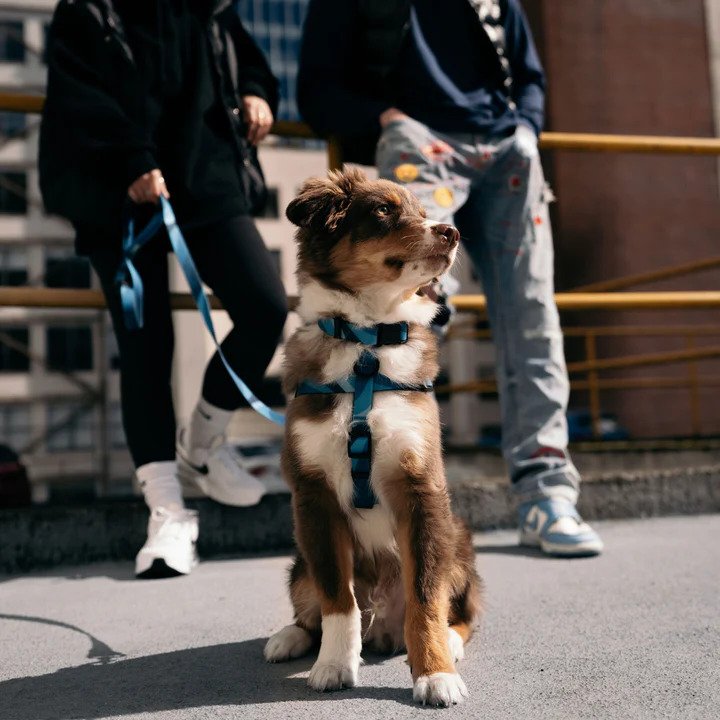 Aqua Waterproof Dog Harness - Image 12