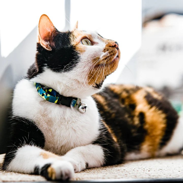 Neko Cat Collar - Image 9